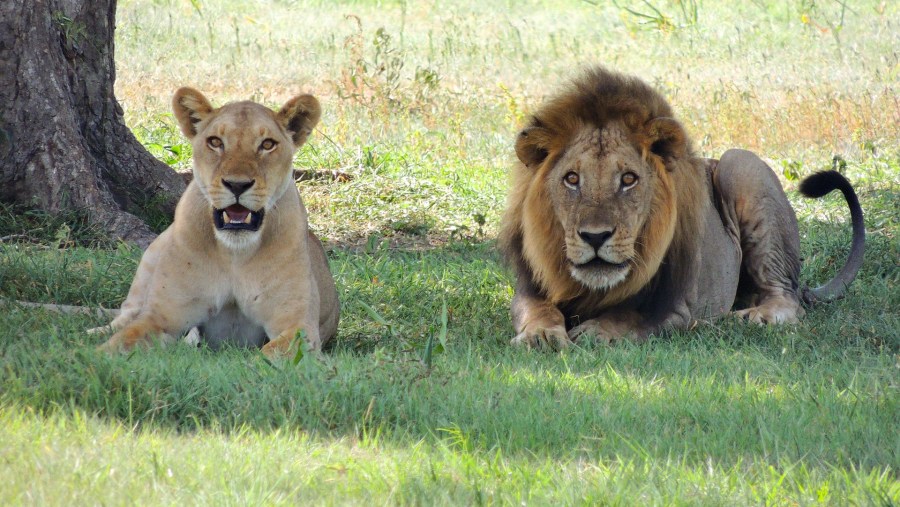Lions at Lake Ndutu