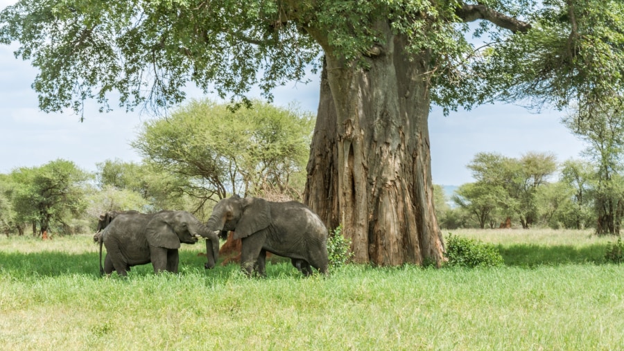 Tarangire Safari