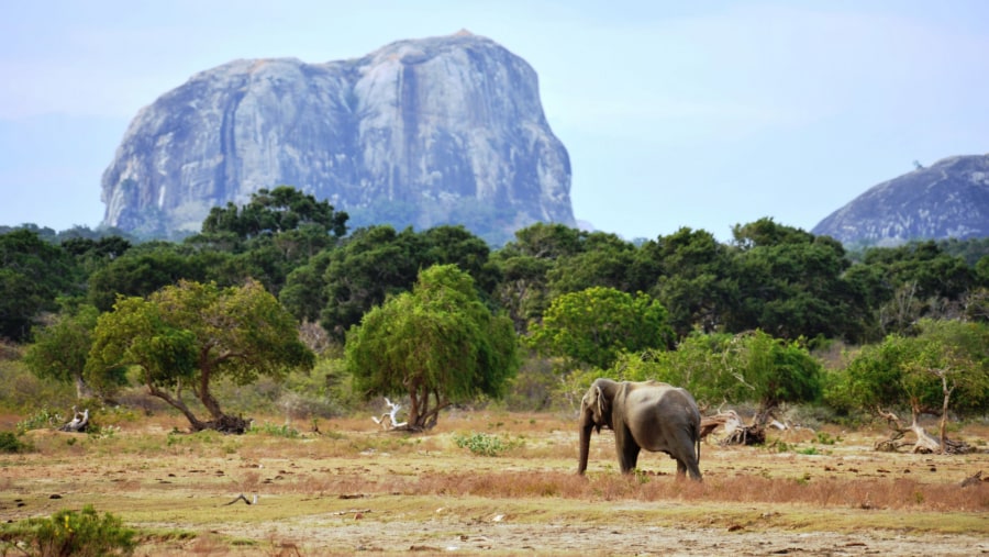 Yala Wildlife Safari