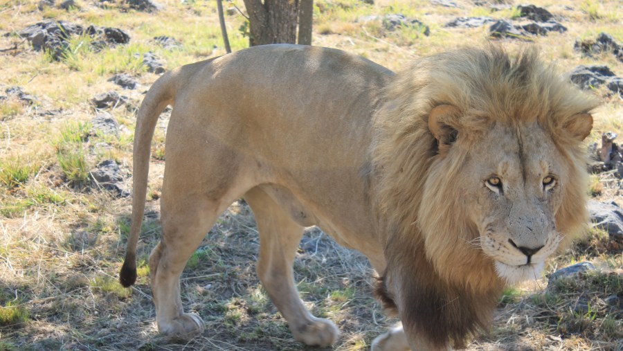 ohannesburg Lion & Safari Park