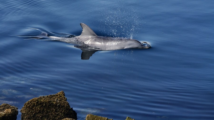 Spot river dolphins in the Ucayali River