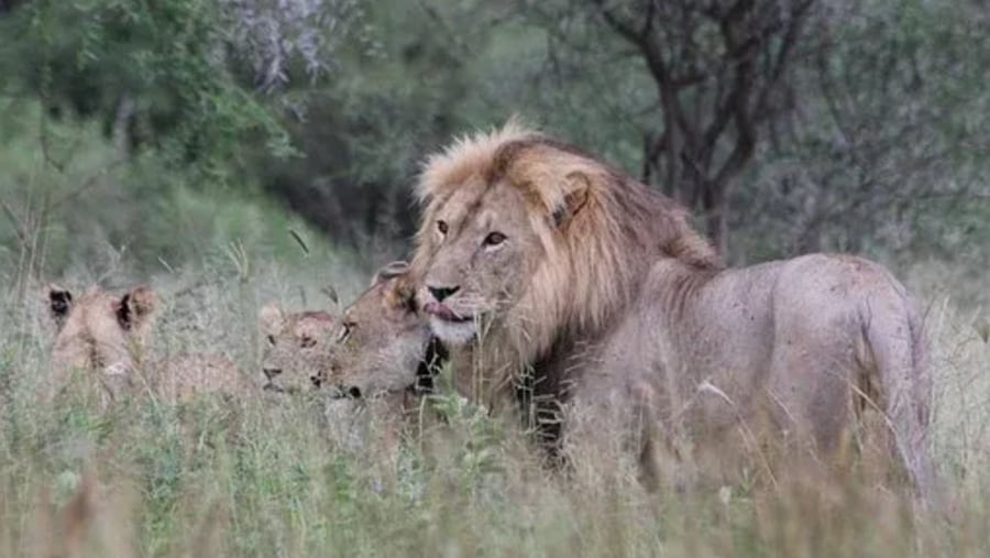 Lions in Tarangire National Park