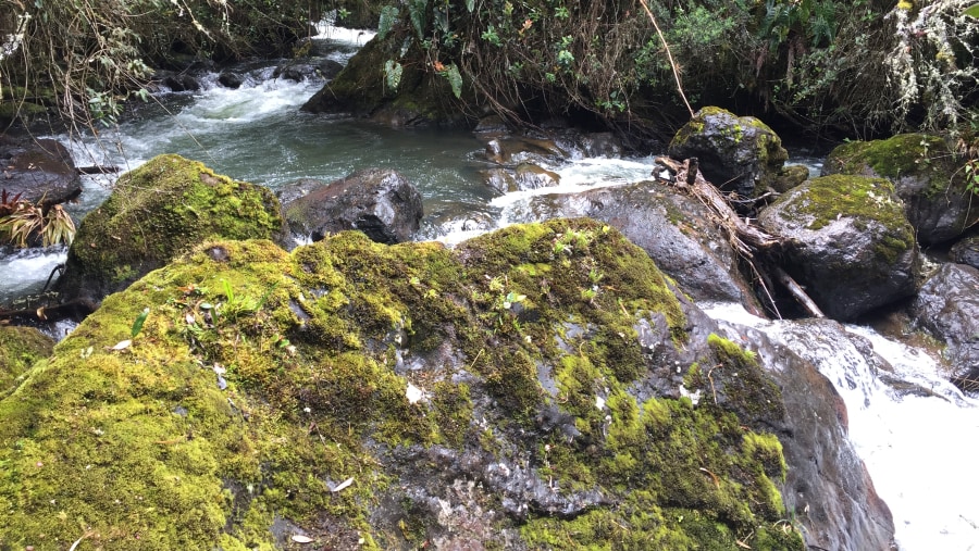 Hike at the Andean Forest