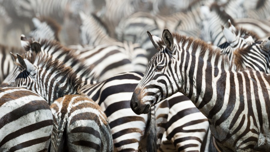 See Zebras in the National Park