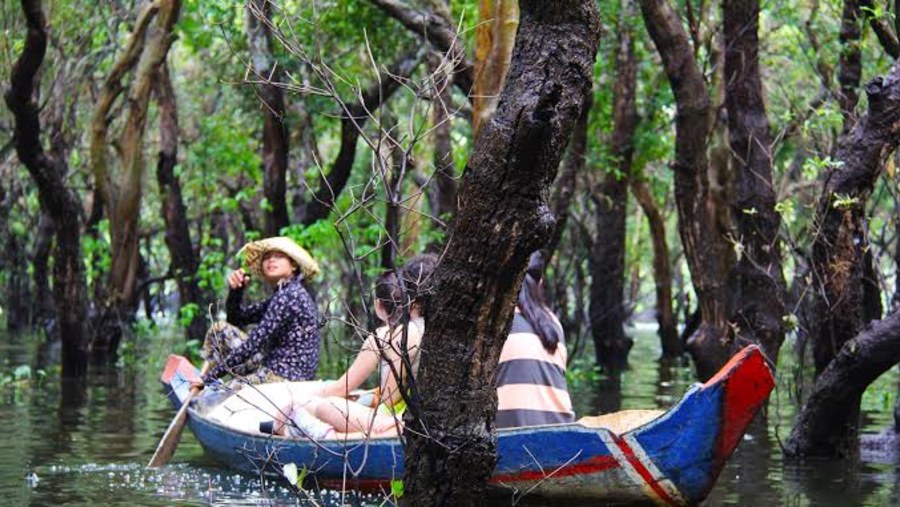 Flooded Forest of Siem Reap, Cambodia