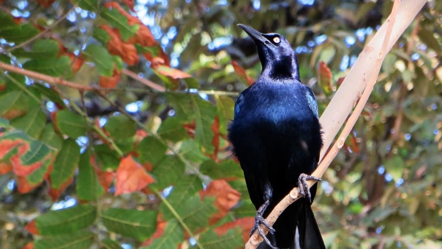 Male Cowbird