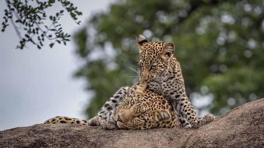 Wildlife seen in safari