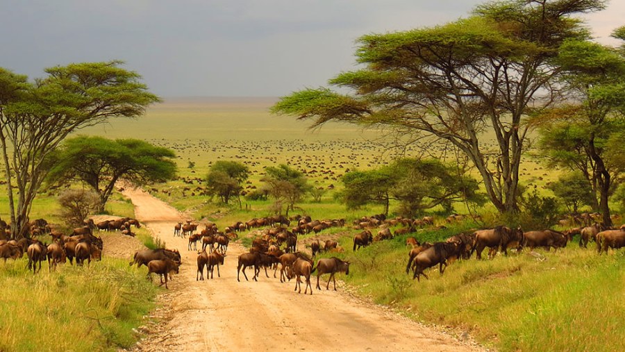 Wildebeest Migration at Serengeti