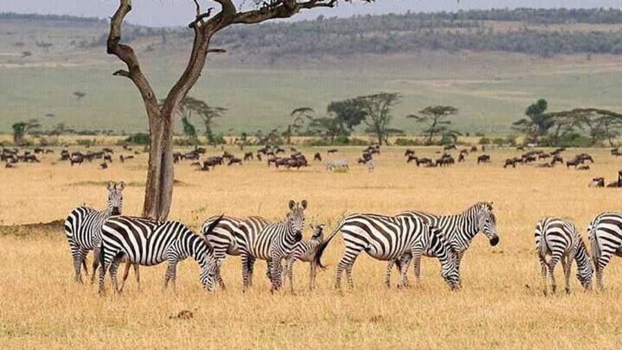 Zebras at Masai Mara National Park