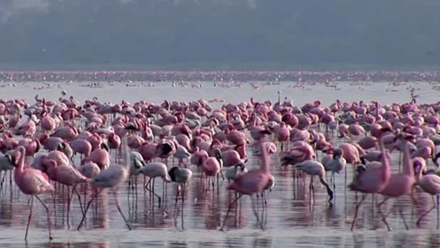 Lesser Flamingos, Lake Nakuru
