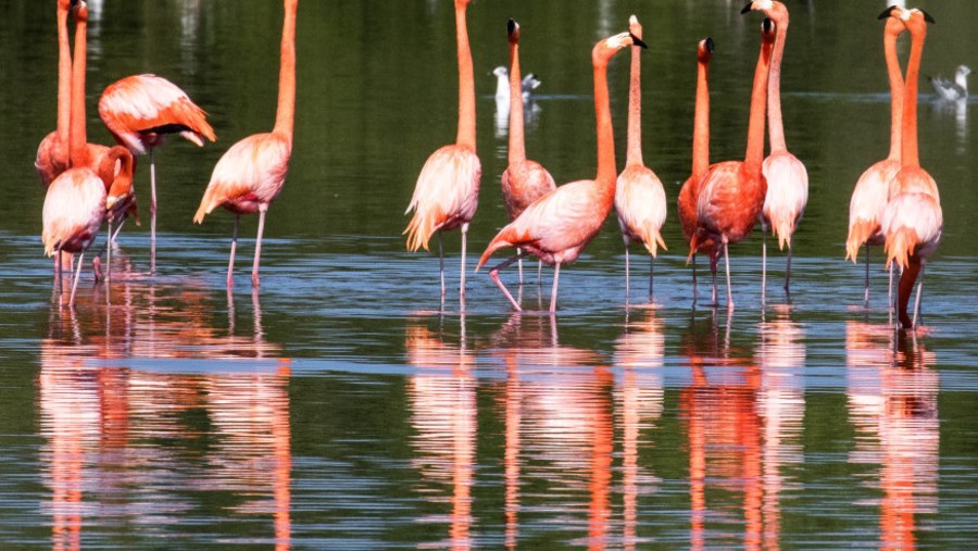 Flamingos