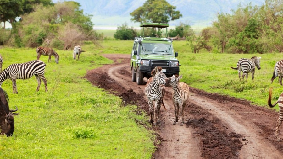 Zebras at Serengeti National Park, Tanzania