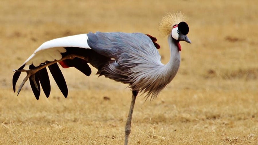Grey Crowned Crane at Serengeti National Park