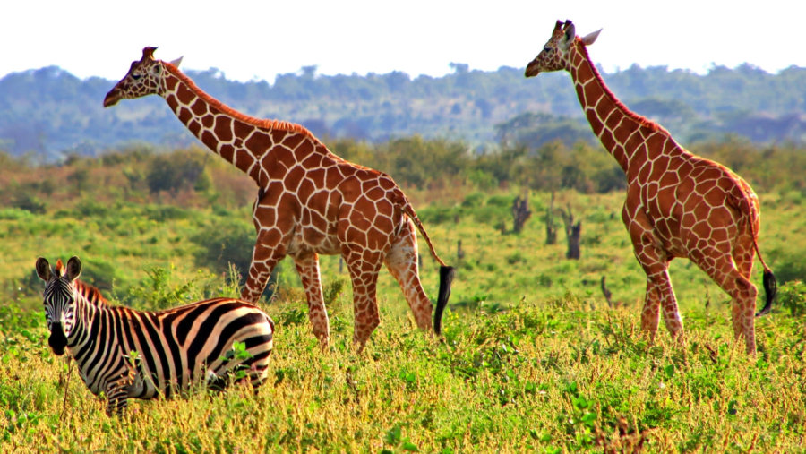 Meru National Park