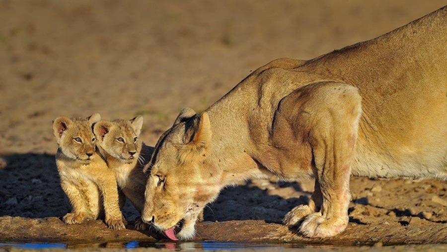 Lioness with her cubs at Masai Mara