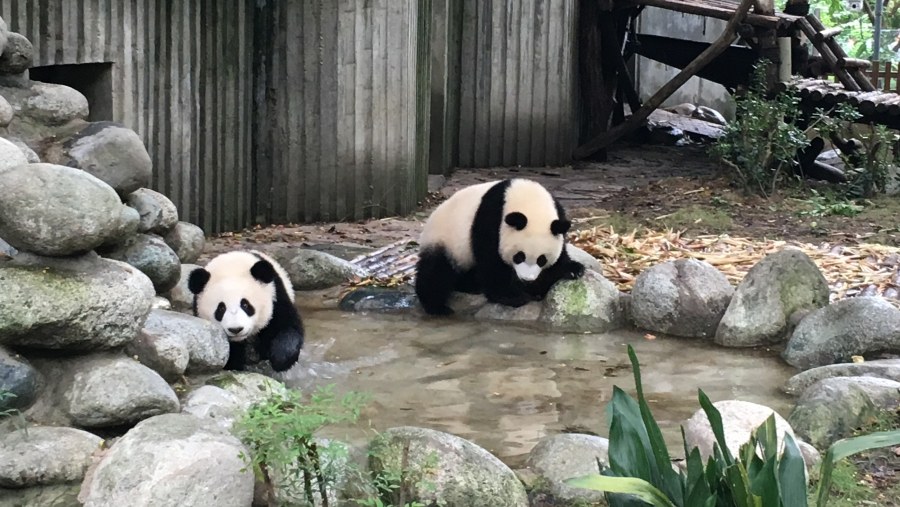 Pandas At Chengdu Research Centre of Panda Breeding