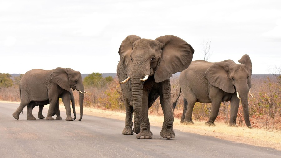 Kruger National Park Safari