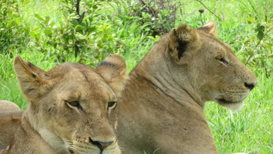 Fearless Lioness of Mikumi National Kark