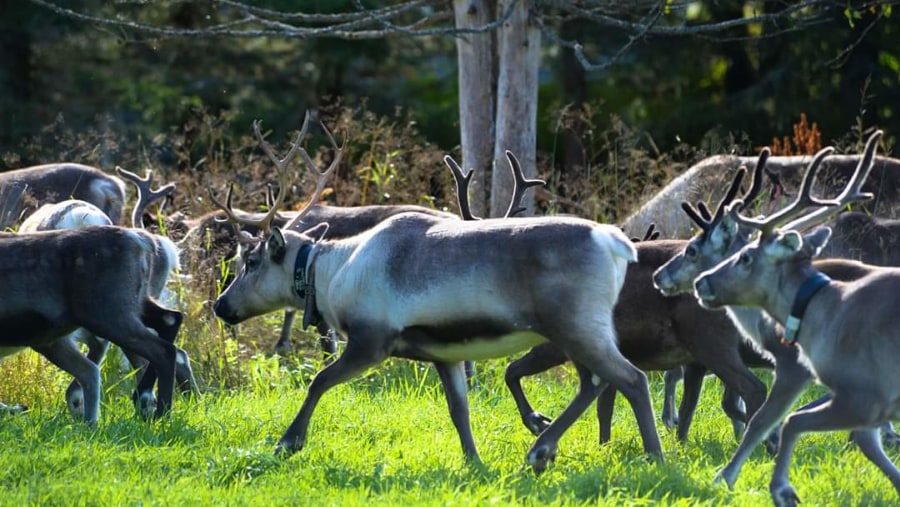 Wildlife in Oulanka National Park