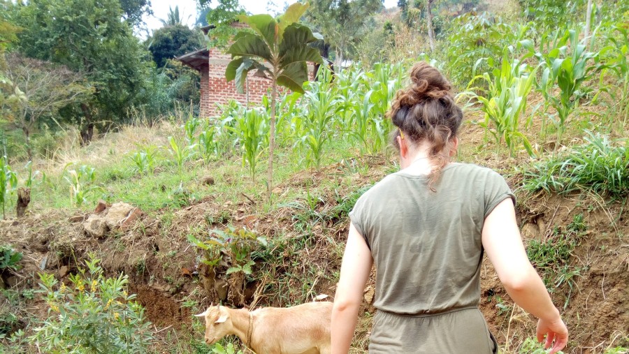 The livestock you find in Uluguru mountains