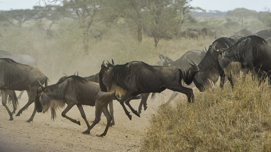 Herd of Wildebeests in Serengeti