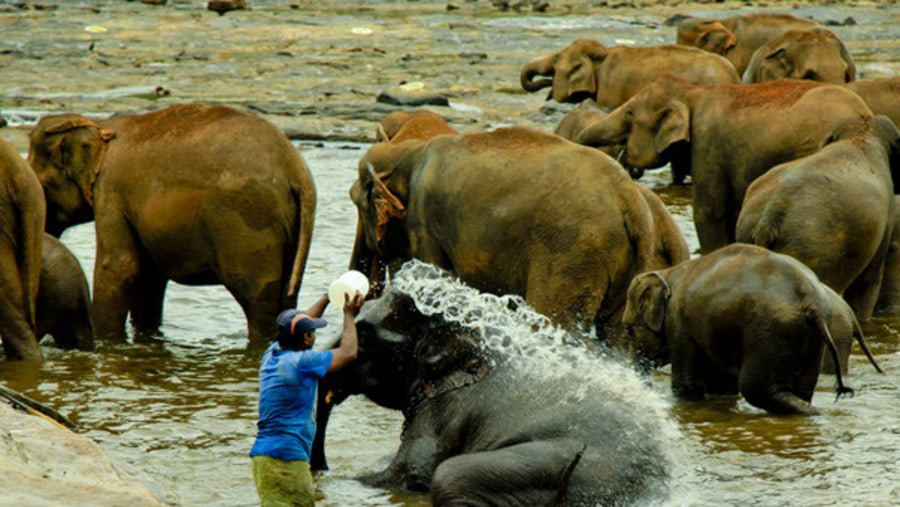 Elephant Orphanage  