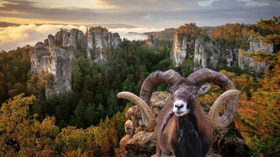 Argali sheep near White River