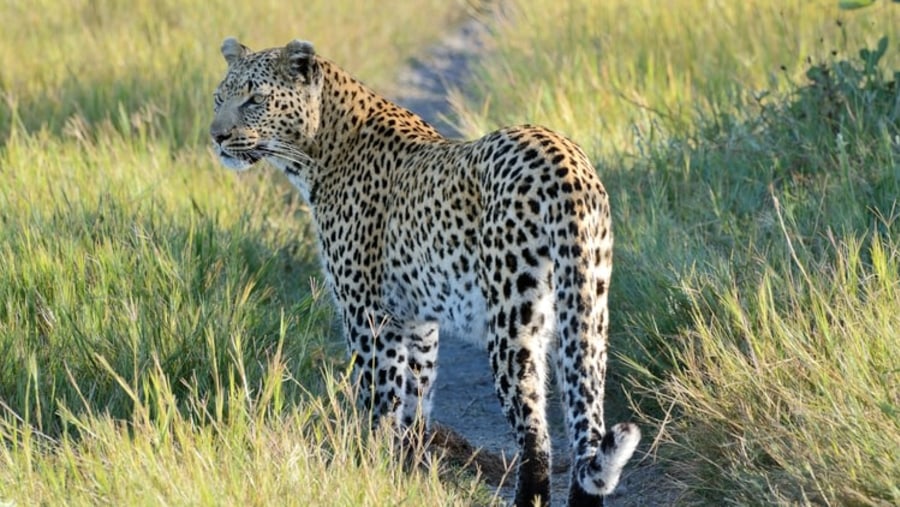 Okavango Delta