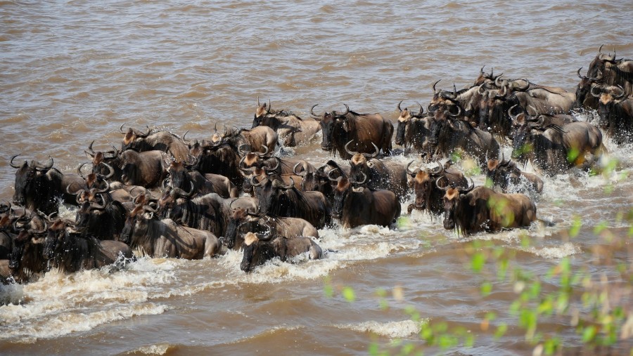 Witness the great migration of the wildebeest in action