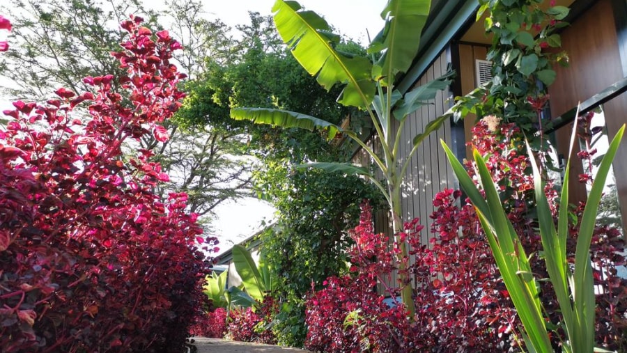 Flowers and Plants