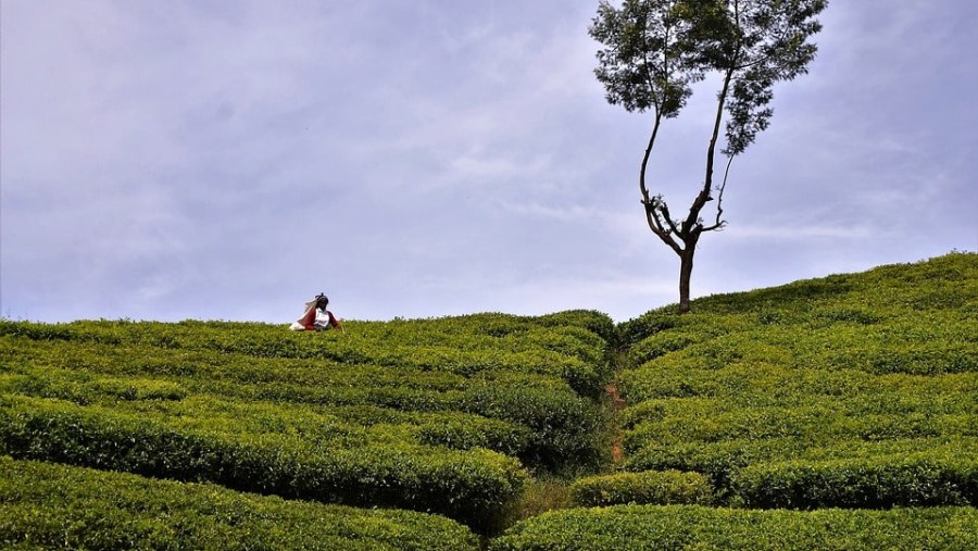 Tea Plantations, Nuwara Eliya