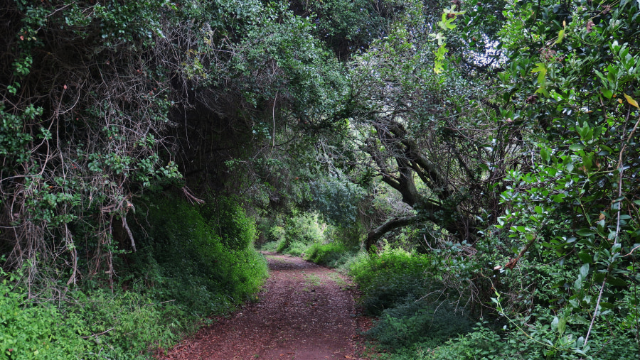 Maitland Nature Reserve