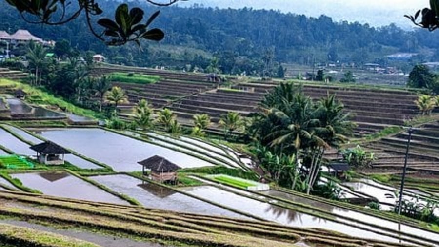 Spider-web Rice Fields, Cara