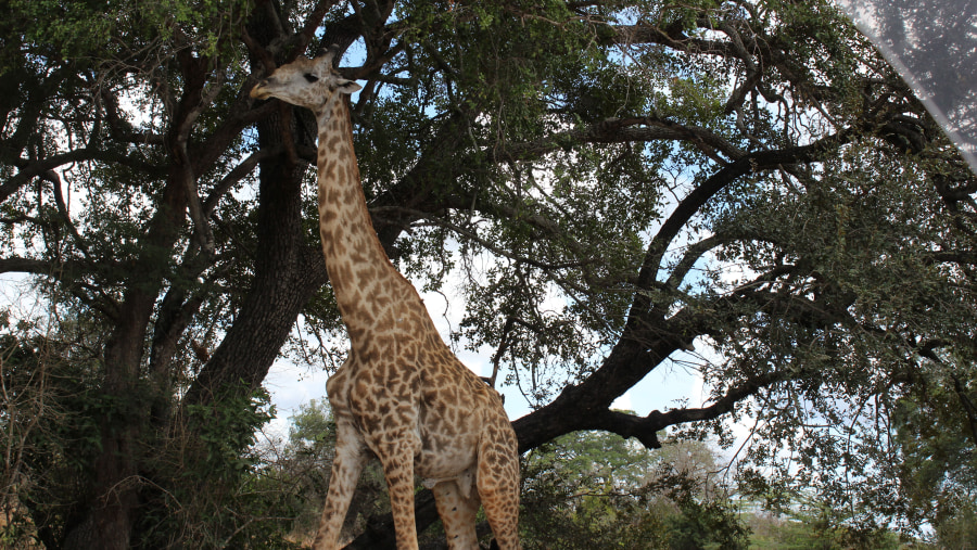 Giraffe in Mikumi National Park