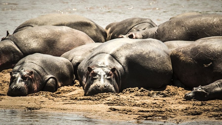 Witness Hippos at Ease in Ruaha National Park