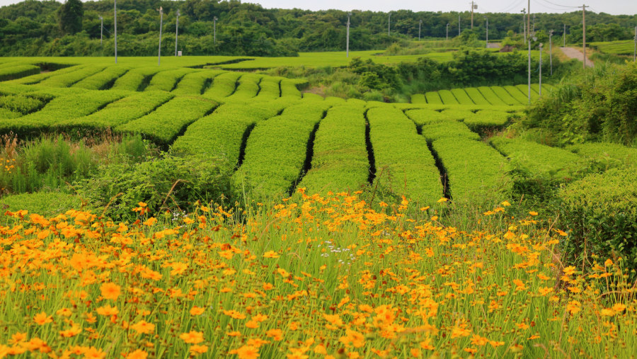 O'sulloc Tea Museum