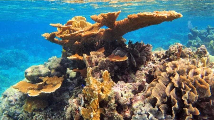 Snorkelling in Roatan Island