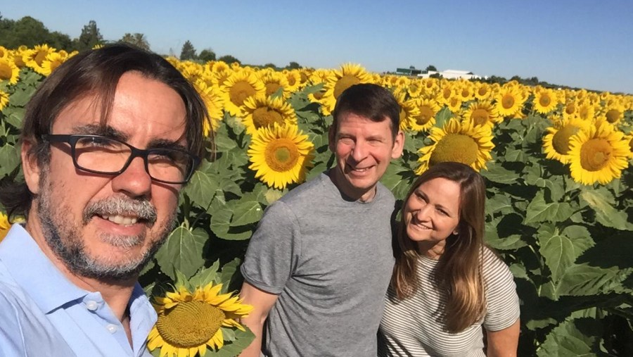 Sunflower Field