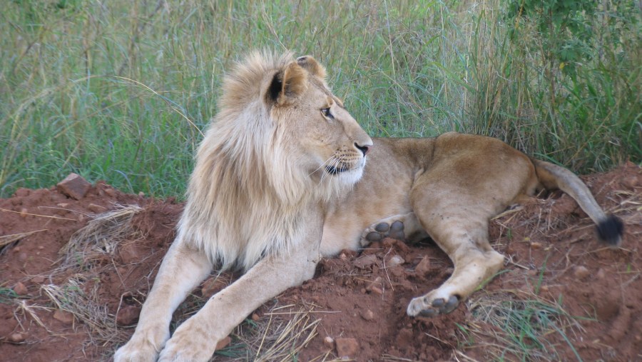 lion relaxing 