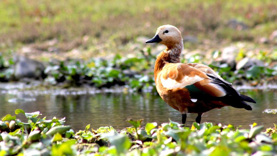 Enjoy Birdwatching at the park