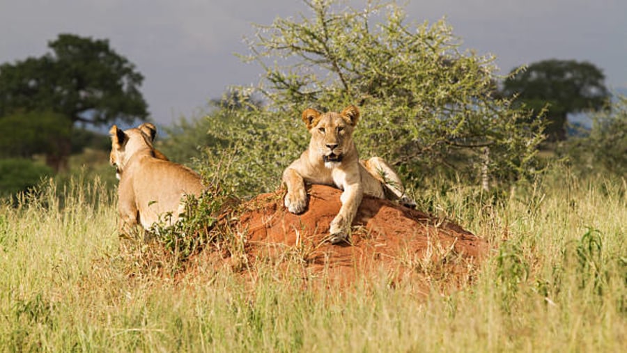 Lions in Ngorongoro Conservation Area