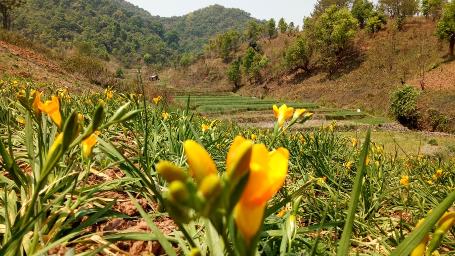 Close up view of the Orange Plantations