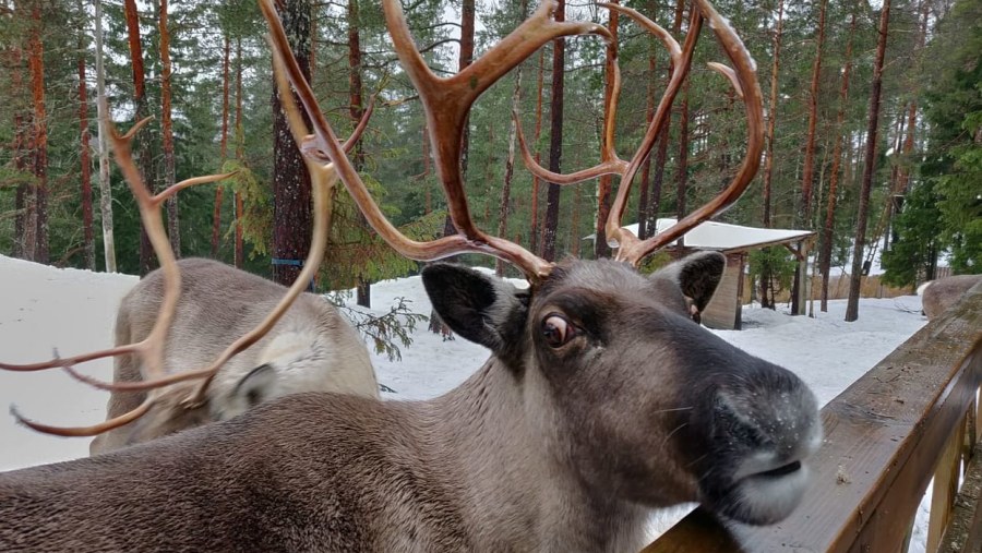 Nuuksio Reindeer Park