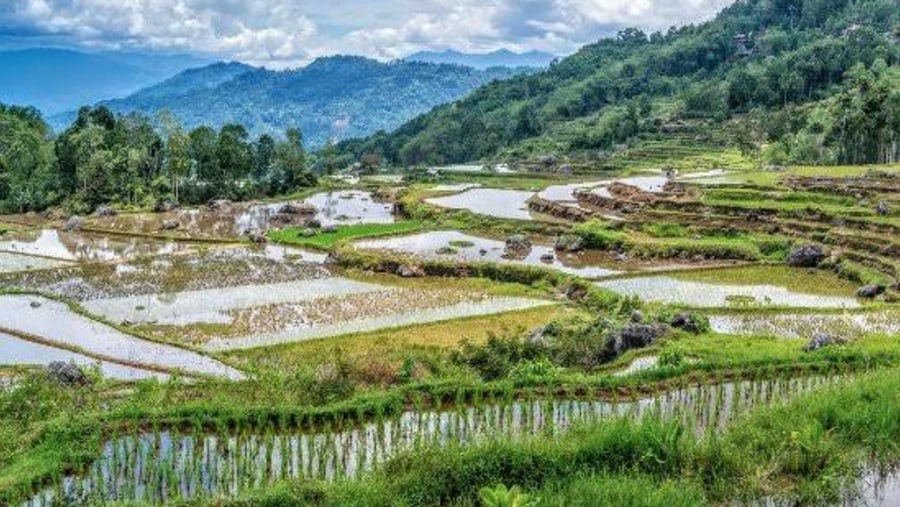 Rice Field in Toraja