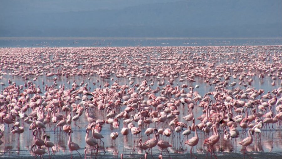 Greater Flamingos in Taita Hills Wildlife Sanctuary