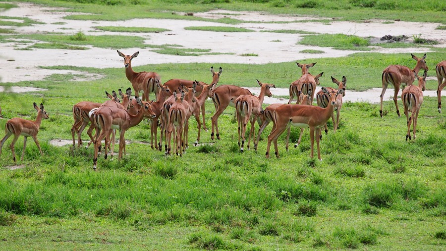 Antelopes at Lake Manyara National Park