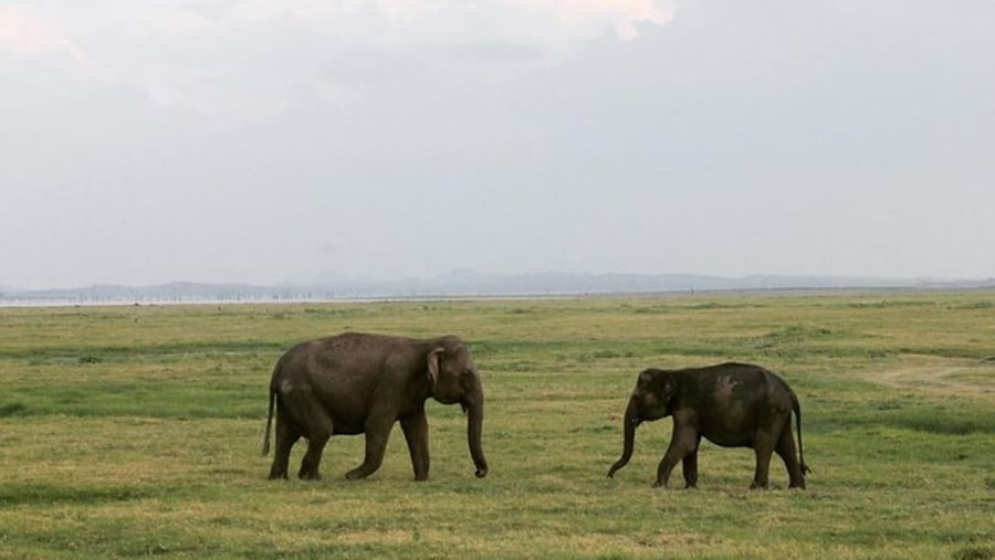 Asian elephants at Kaudulla National Park