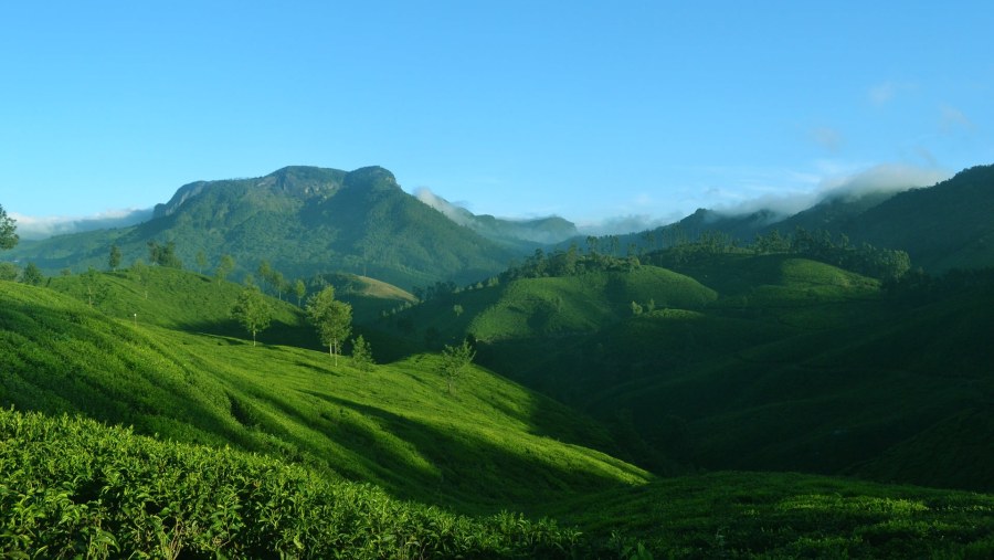 Tea plantations of Munnar