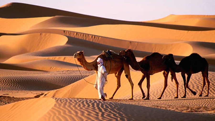 Camels in the desert