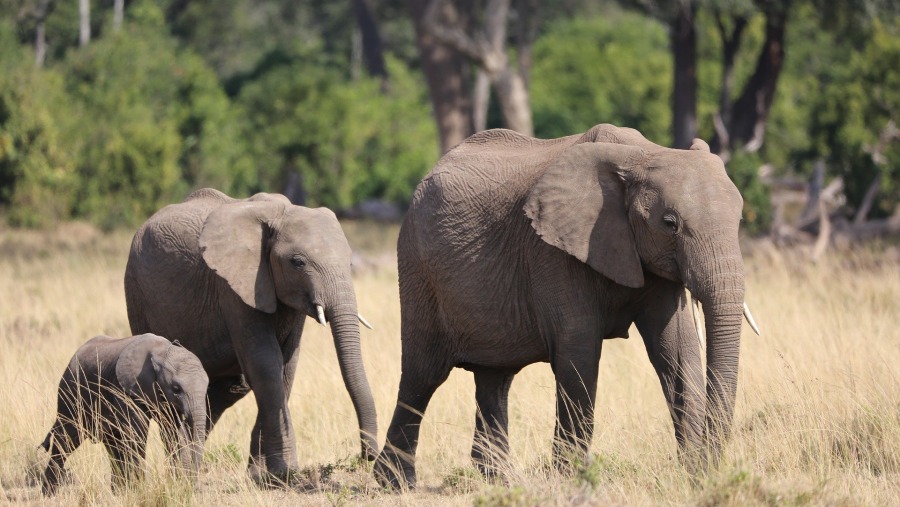 Spot the Big 5 in the Maasai Mara National Reserve